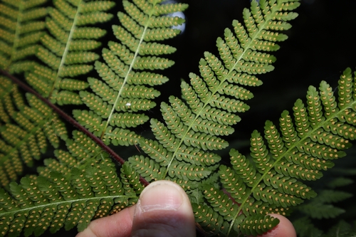 Hypolepis elegans observed 2023-11-12