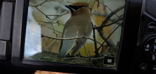Cedar Waxwing photographed in Kentucky