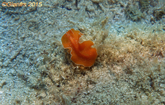 Yungia aurantiaca