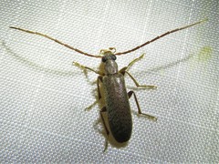 Sparedrus aspersus