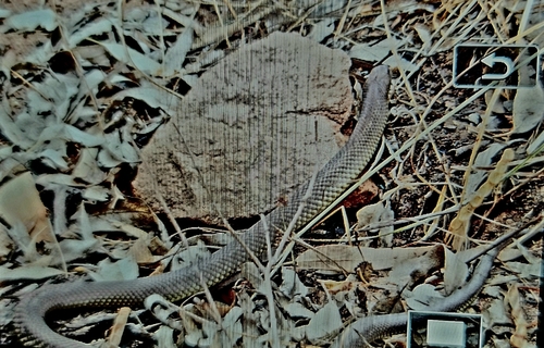 Mulga Snake sighting