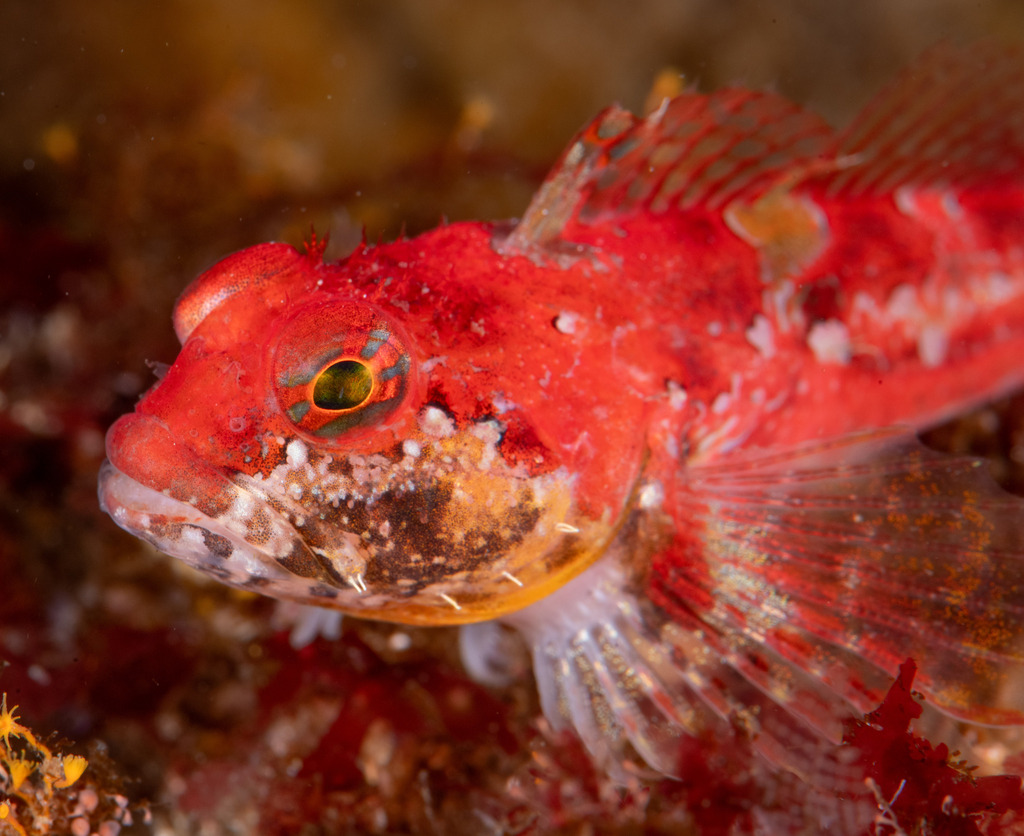 Scalyhead Sculpin (Nearshore Fish of Vashon-Maury Island) · iNaturalist