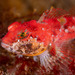 Scalyhead Sculpin - Photo (c) Daniel Hershman, some rights reserved (CC BY-NC), uploaded by Daniel Hershman