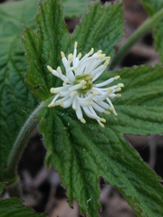 Hydrastis canadensis
