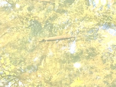 Lepisosteus platyrhincus