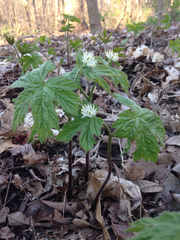 Hydrastis canadensis