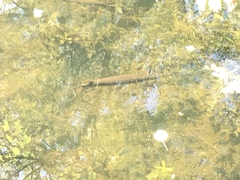 Lepisosteus platyrhincus