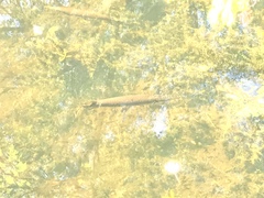 Lepisosteus platyrhincus