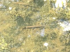 Lepisosteus platyrhincus