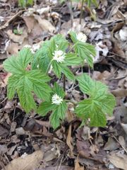 Hydrastis canadensis