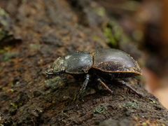 Geodorcus helmsi