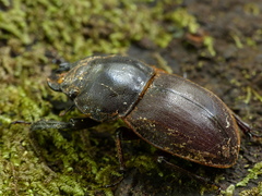 Geodorcus helmsi
