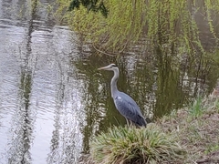 Ardea cinerea