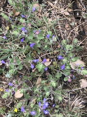 Scutellaria wrightii