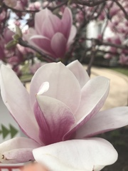 Magnolia