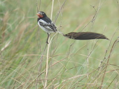 Alectrurus risora