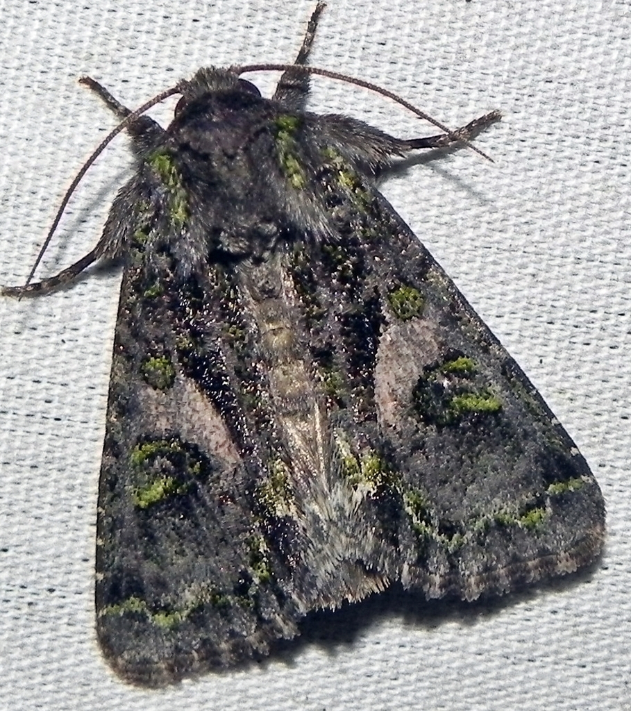 Emerald-dusted Sallow