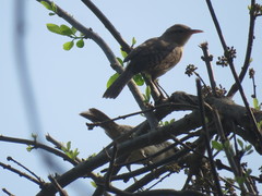 Campylorhynchus turdinus