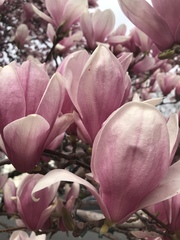 Magnolia