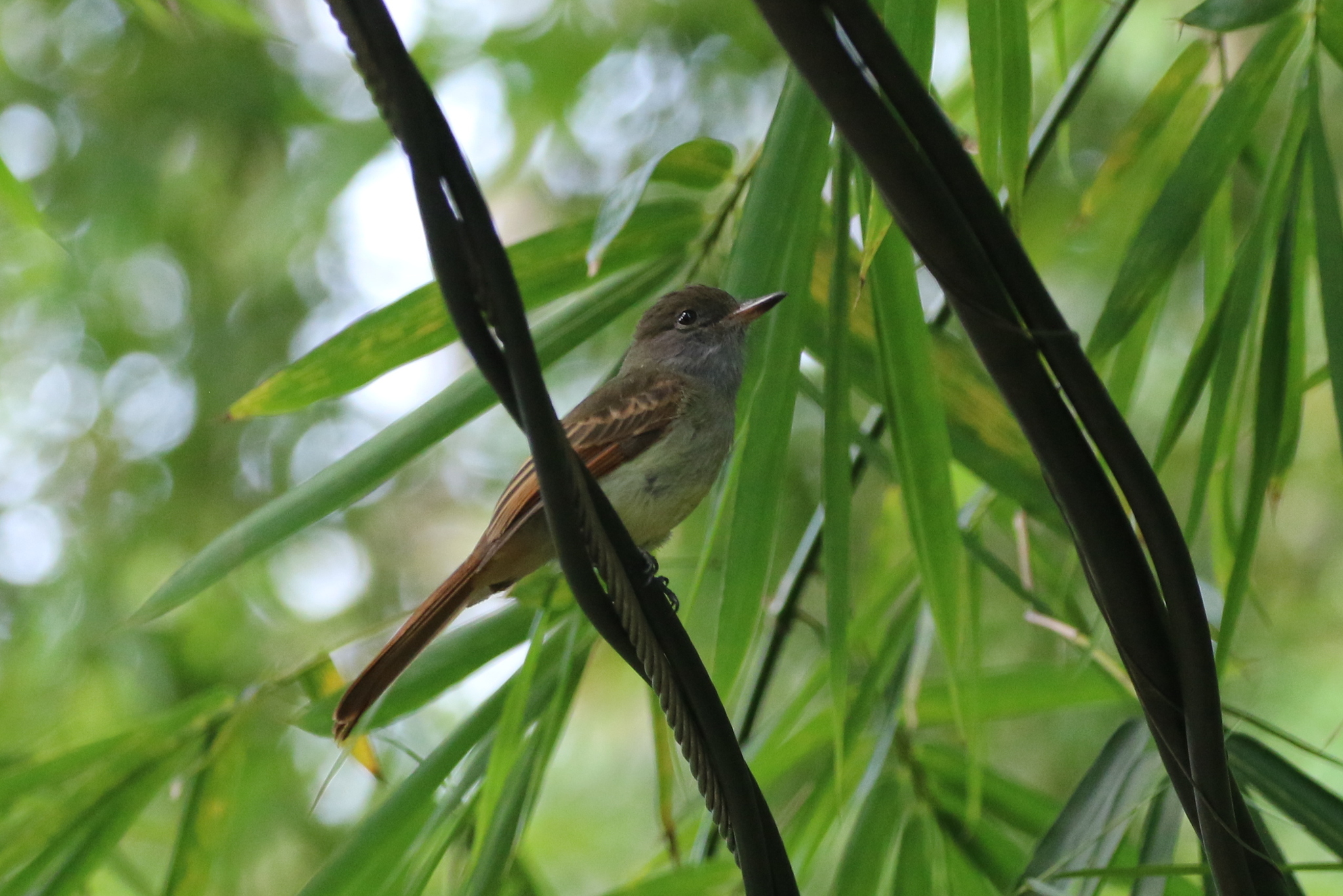 Rufous-tailed Flycatcher (Myiarchus validus), photo 5