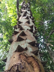 Zanthoxylum zanthoxyloides