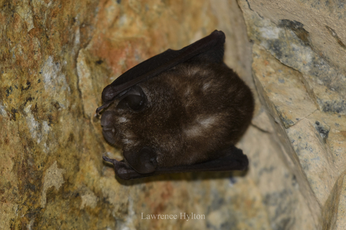 Least Horseshoe Bat (Rhinolophus pusillus)