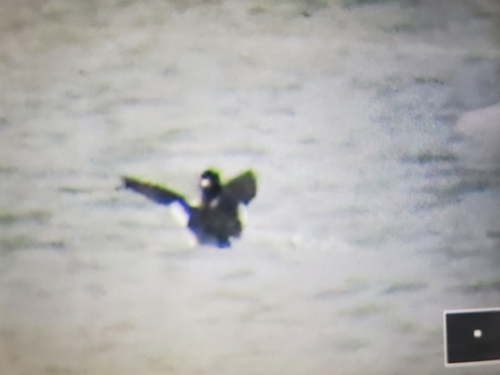 Bufflehead photographed in Kentucky