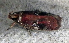 Agonopterix lythrella