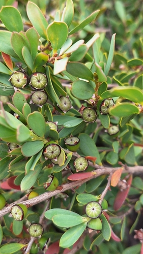 Image of Gaudium coriaceum by no rights reserved