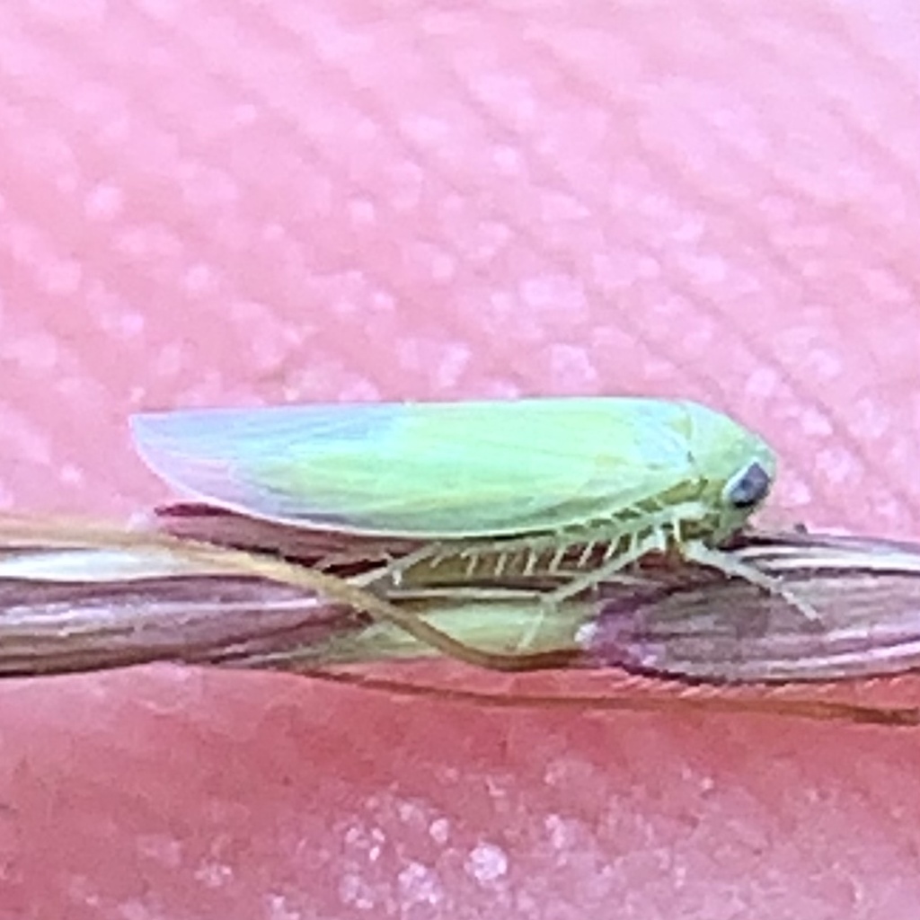 Balclutha from State Highway 35, Alvin, TX, US on November 23, 2023 at