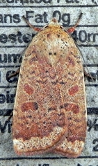Abagrotis alternata