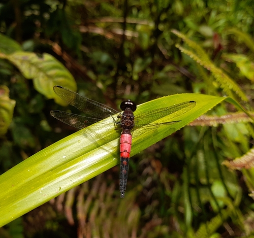 Lyriothemis eurydice