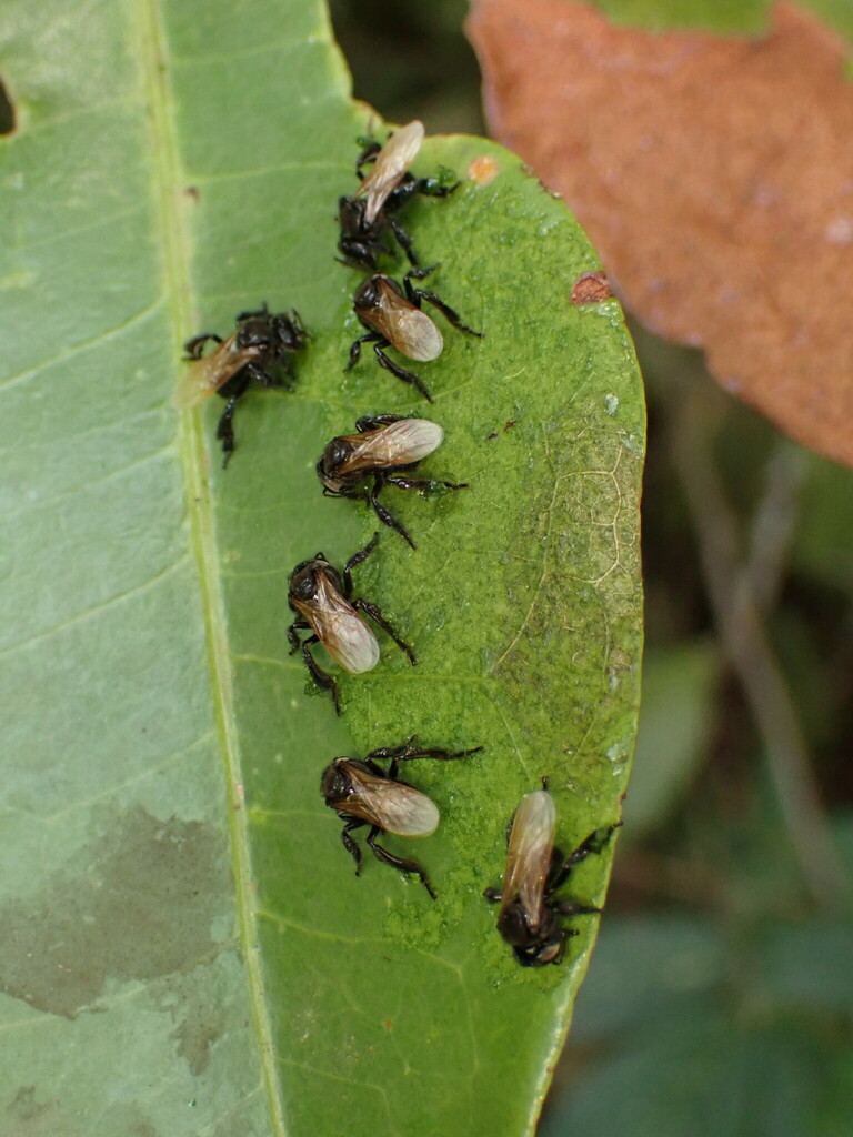 Hyaline-winged Stingless Bee from Nova Lima - State of Minas Gerais ...