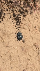 Microschatia inaequalis