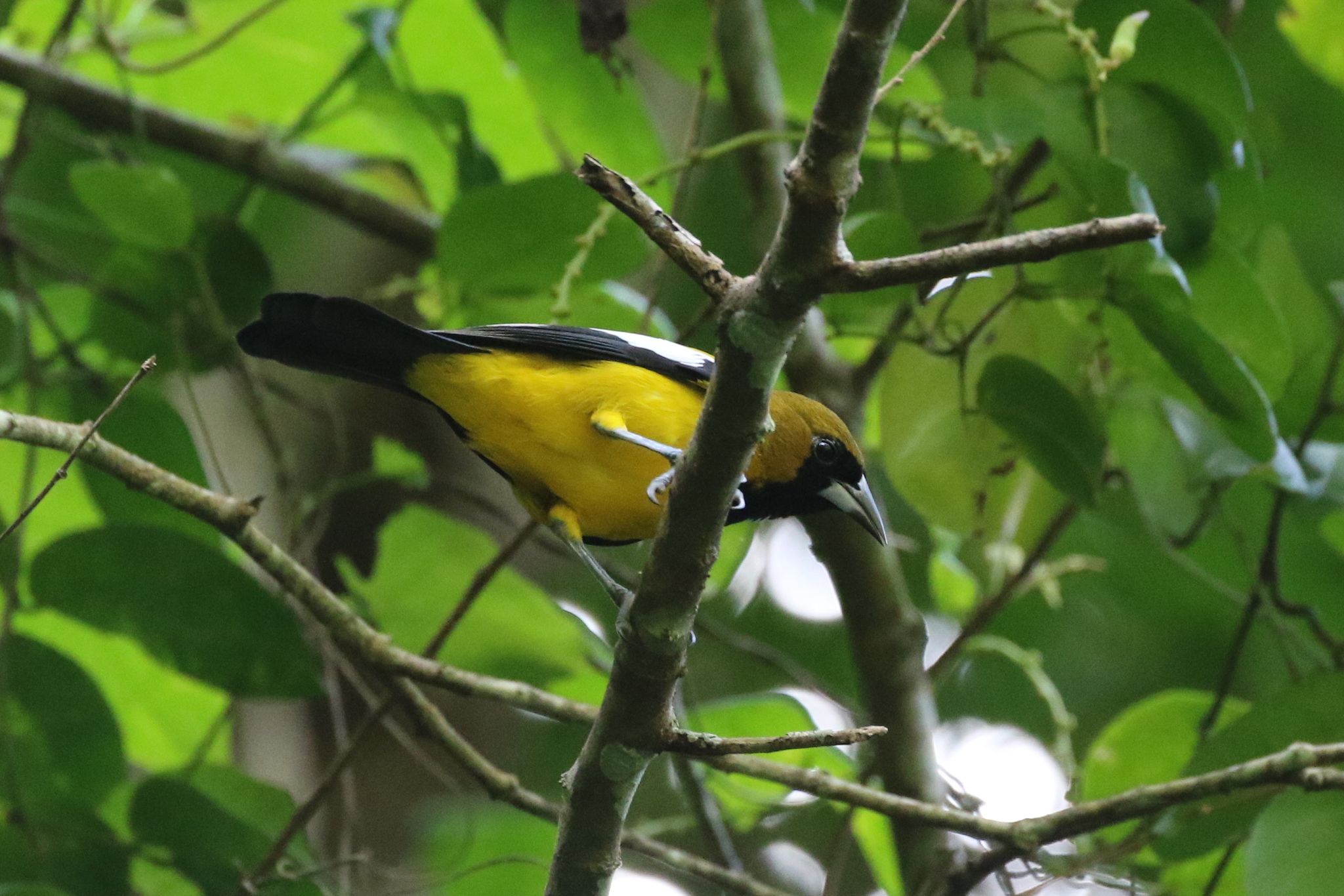 Jamaican Oriole (Icterus leucopteryx), photo 6