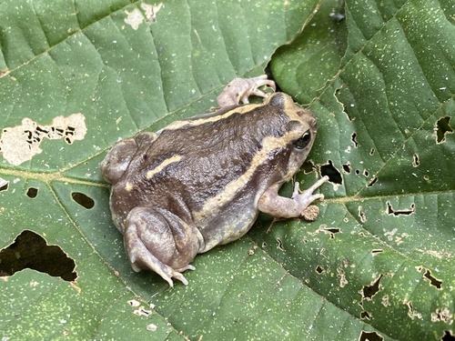 Median-striped Bullfrog