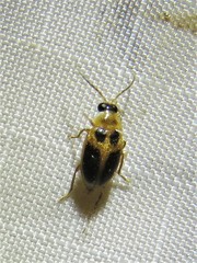 Sacodes pulchella