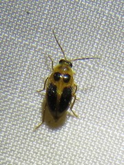 Sacodes pulchella