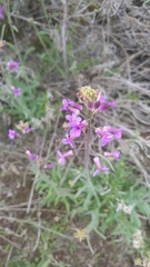 Boechera divaricarpa