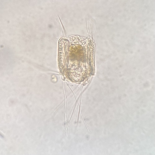 Polyarthra vulgaris