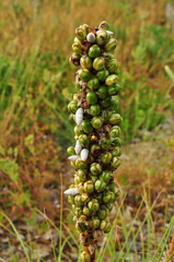 Asphodeline taurica