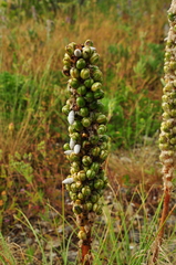 Asphodeline taurica