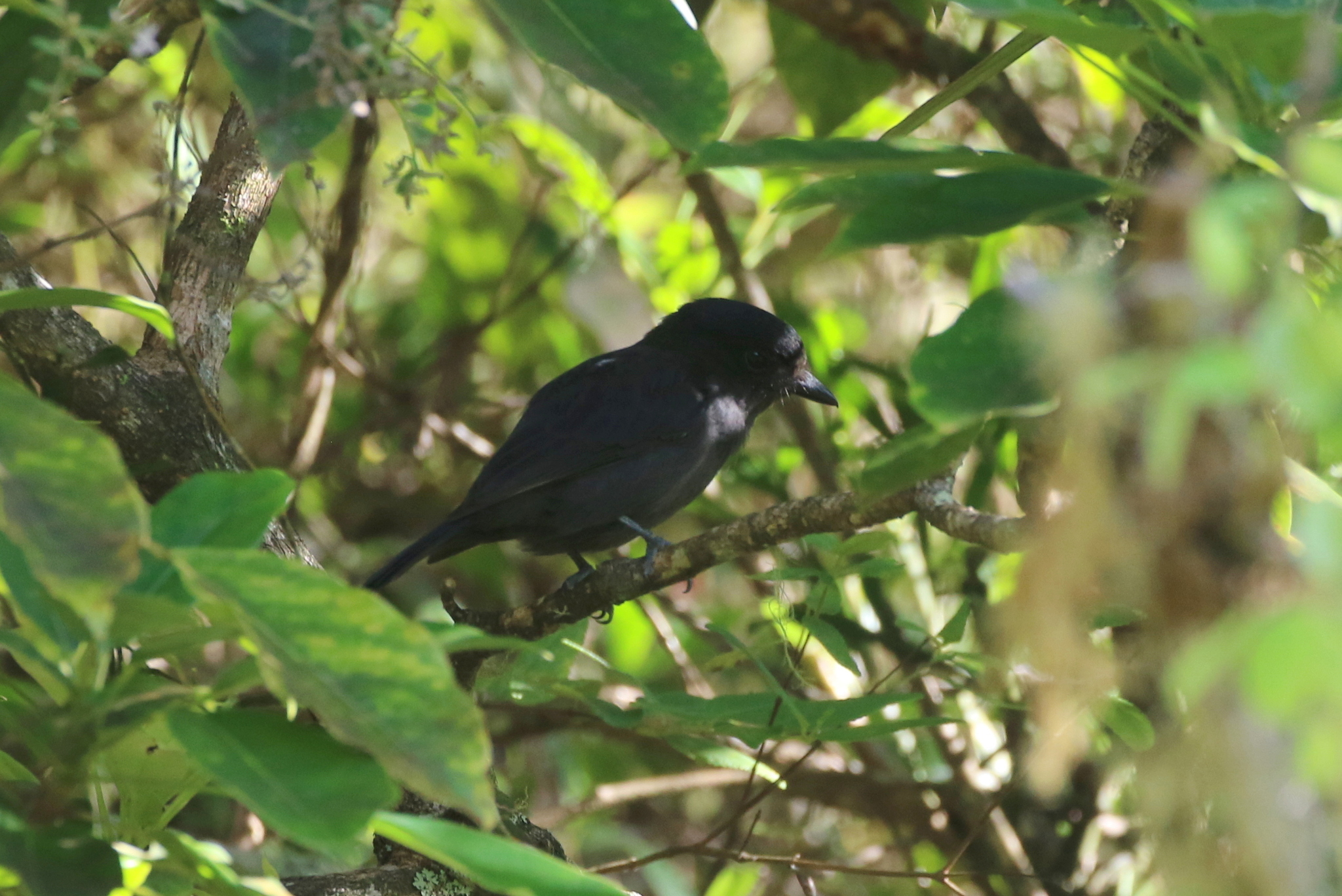Jamaican Becard (Pachyramphus niger), photo 2