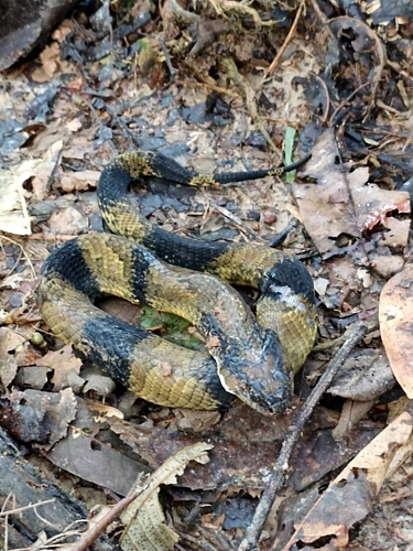 Photo of a Amazon False Fer-de-lance (Xenodon severus)