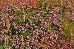 Thymus callieri