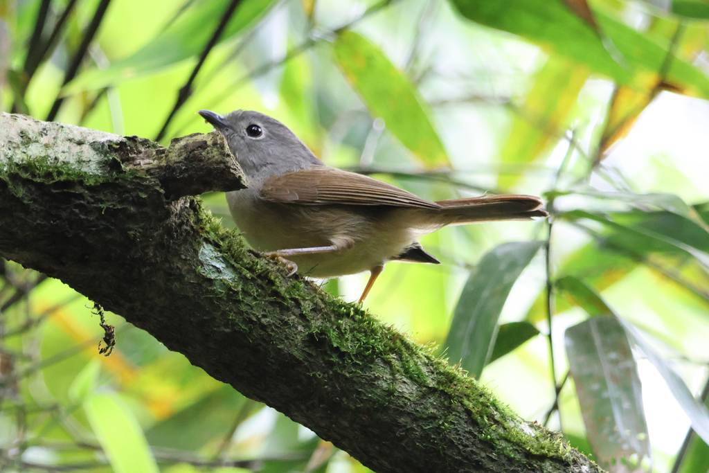 David's Fulvetta photo