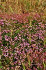 Thymus callieri