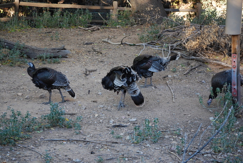 Wild Turkey photographed in Arizona
