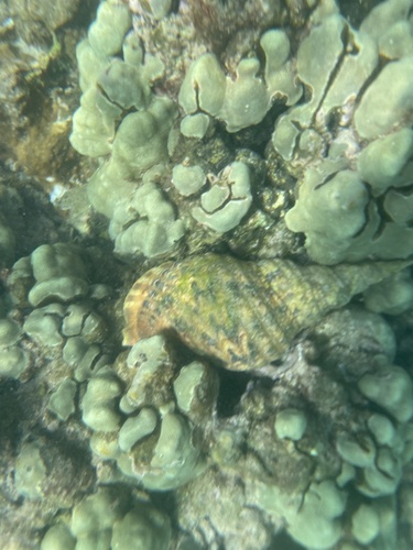 Charonia tritonis observed 2023-11-23