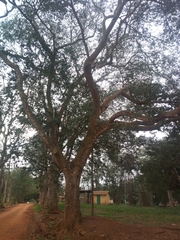 Hymenaea courbaril